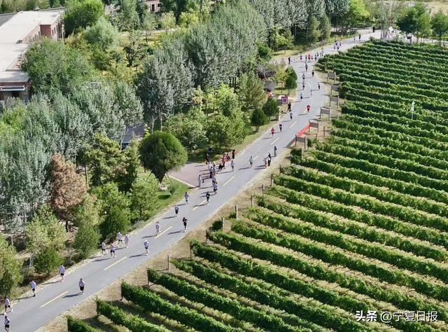 麓葡萄酒产, span, 东麓葡萄酒 麓葡萄酒产, span, 东麓葡萄酒